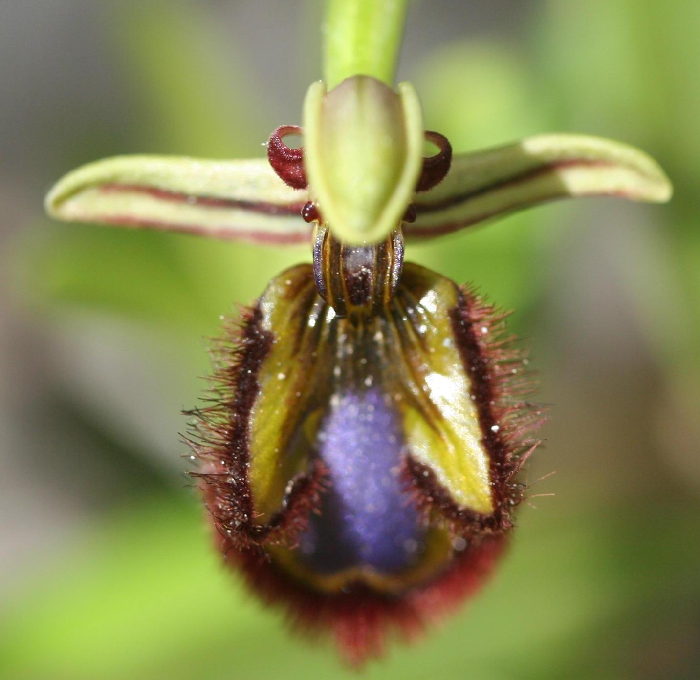 Ophrys speculum ~
              Mirror Orchid